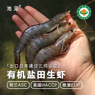 池见高品质生态有机盐田虾活虾生制冻虾儿童辅食出口日本荷兰美国