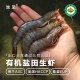 池见高品质生态有机盐田虾活虾生制冻虾儿童辅食出口日本荷兰美国