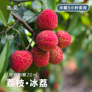 池见 珍稀老树冰荔枝新鲜当季无核孕妇时令岭南水果