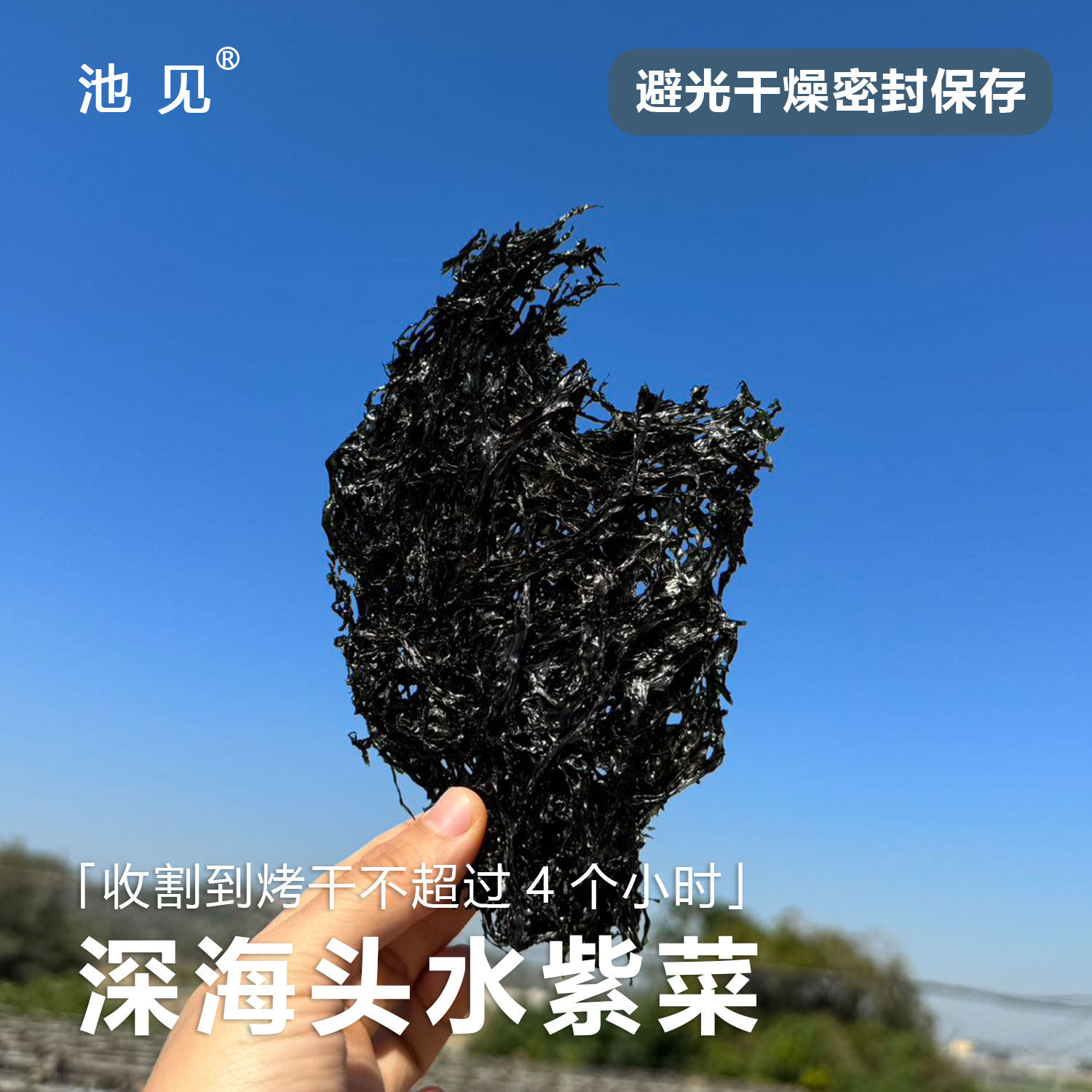 池见正宗福建霞浦深海头水紫菜烤干特级无沙免洗紫菜汤紫菜饼干货,水产肉类/新鲜蔬果/熟食,紫菜/海苔,淘宝优惠券,粉丝福利购,淘宝优惠卷