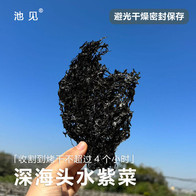 池见深海水紫菜福建漳州烤干