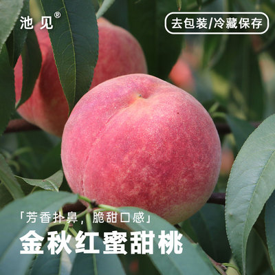池见金秋红蜜毛桃4.5斤山东脆甜
