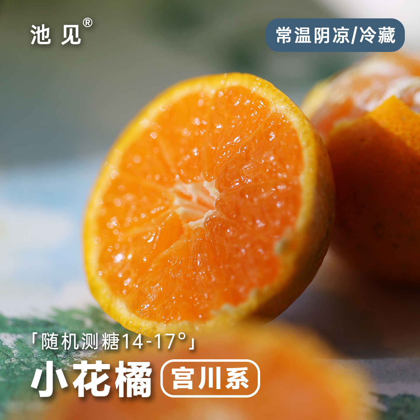 池见宫川系蜜橘蜜儿橘小花良橘