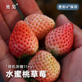 池见 云南抚仙湖露天种植新鲜粉红露天水蜜桃草莓清甜多汁带果香