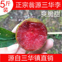 【火爆大促】正宗韶关翁源三华李子 新鲜水果红心李三华李5斤装