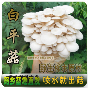 源生态家庭基地种蘑菇白平菇大菌包菌棒阳台趣味种植盆栽蘑菇种植