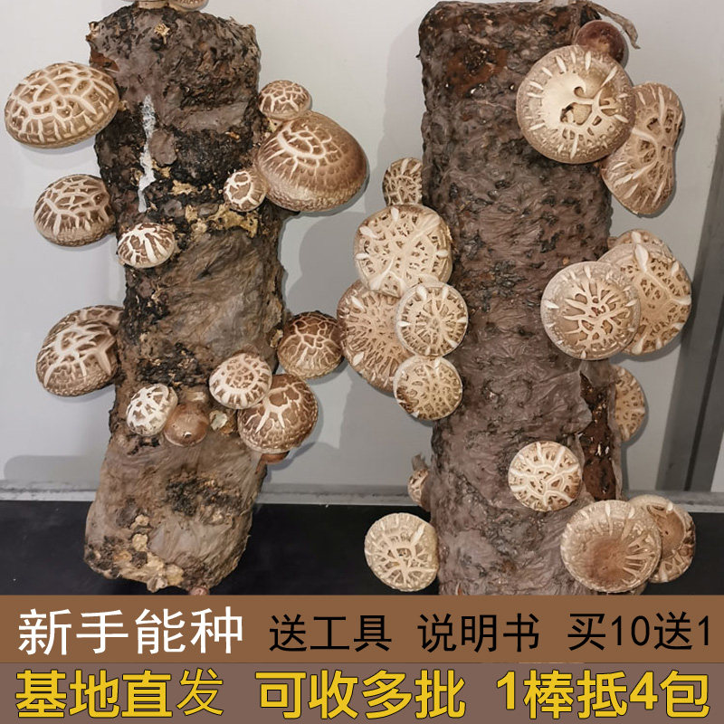 源生态花菇菌包菌棒基地家庭室内阳台种花菇蘑菇基地直发随州花菇
