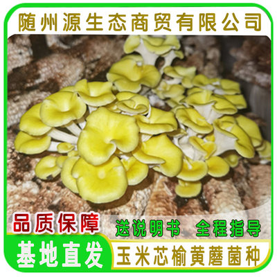 榆黄蘑菌种玉米芯专用菌种 种在稻草玉米杆桔杆上的榆黄蘑菌种