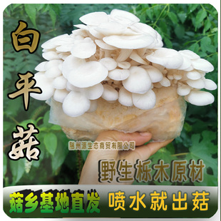 家庭基地种蘑菇白平菇大菌包菌棒阳台趣味种植盆栽蘑菇种植蘑菇包