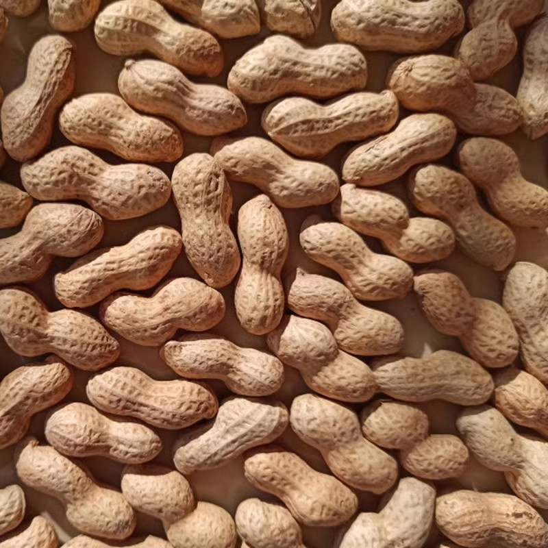 东北辽宁兴城红崖子镇小日本花育生花生新花生精果北京上海可发货