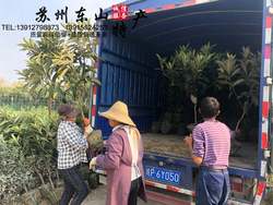 正宗苏州东山白沙白玉枇杷树苗嫁接琵琶树带土球发货常绿苗可自提