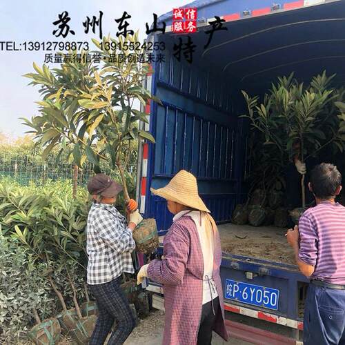 嫁接白玉枇杷东山甜常绿枇杷树苗