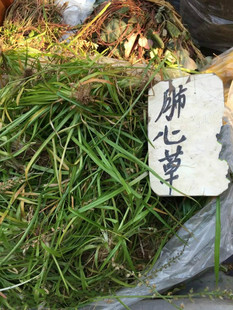 中药材野生肺心草肺筋草蛆儿草金线吊白米土瞿麦小叶肺心草  干货