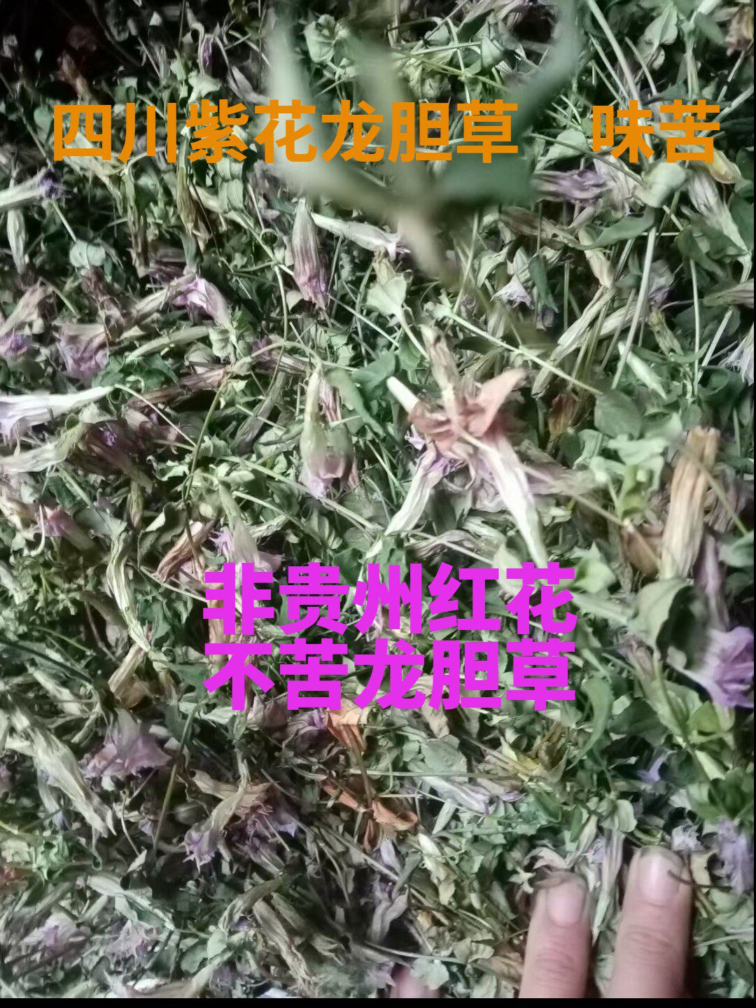 中药材四川龙胆草紫花龙胆草养肝护肝苦胆草小叶龙胆草500g包邮