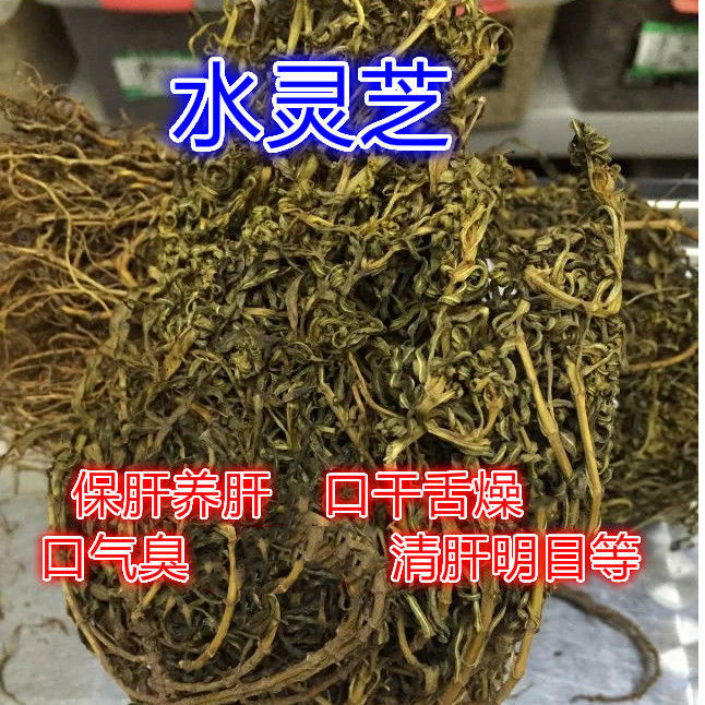 中药材水灵芝水黄莲鱼胆草川东獐牙菜灵芝草 口干舌燥 口气臭