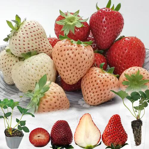 2025年不卖苗！隋珠玄玉奶油四季草莓苗牛奶草莓种植子浪