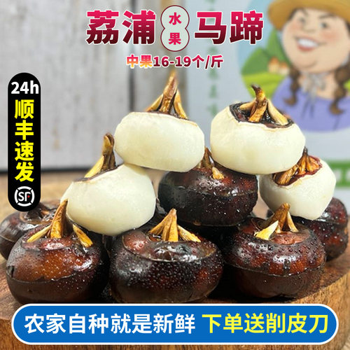 顺丰包邮广西桂林特产荔浦马蹄中果荸荠新鲜当季