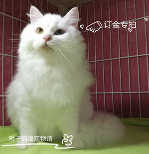 活体长毛纯白猫异瞳阴阳眼蓝眼鸳鸯眼猫人气 山东临清狮子猫幼崽