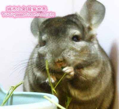 2个月大龙猫宝宝圆脸广州