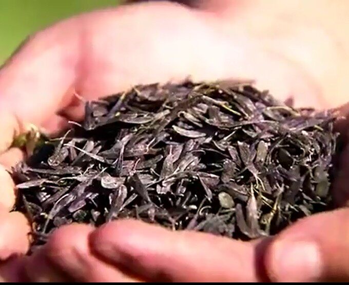 草籽乌斯玛草种子种眉生眉乌发增长睫毛diy生眉液睫毛增长液