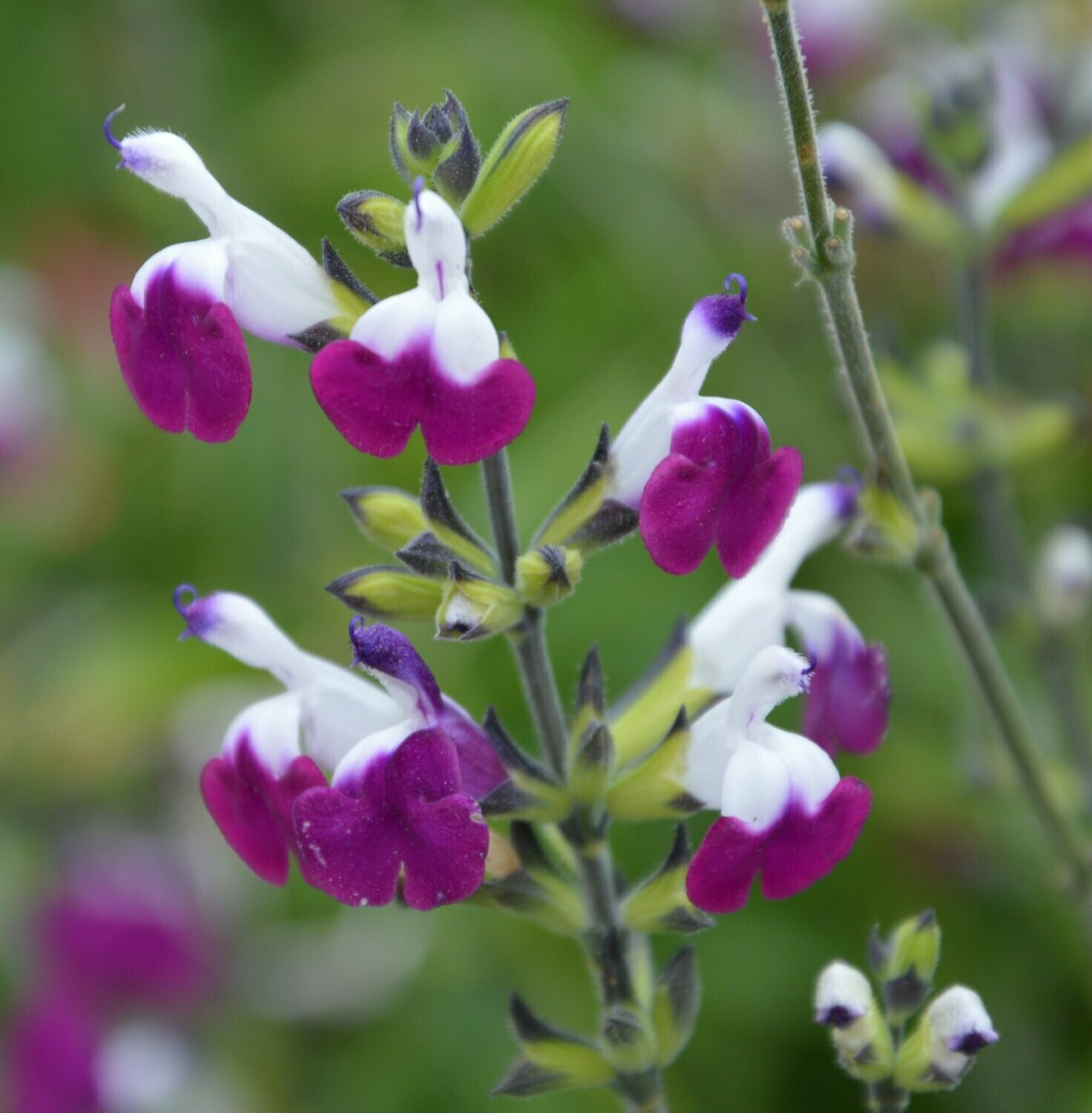 樱桃鼠尾草Salvia‘Amethyst Lips紫唇花园庭院宿根多年生耐寒