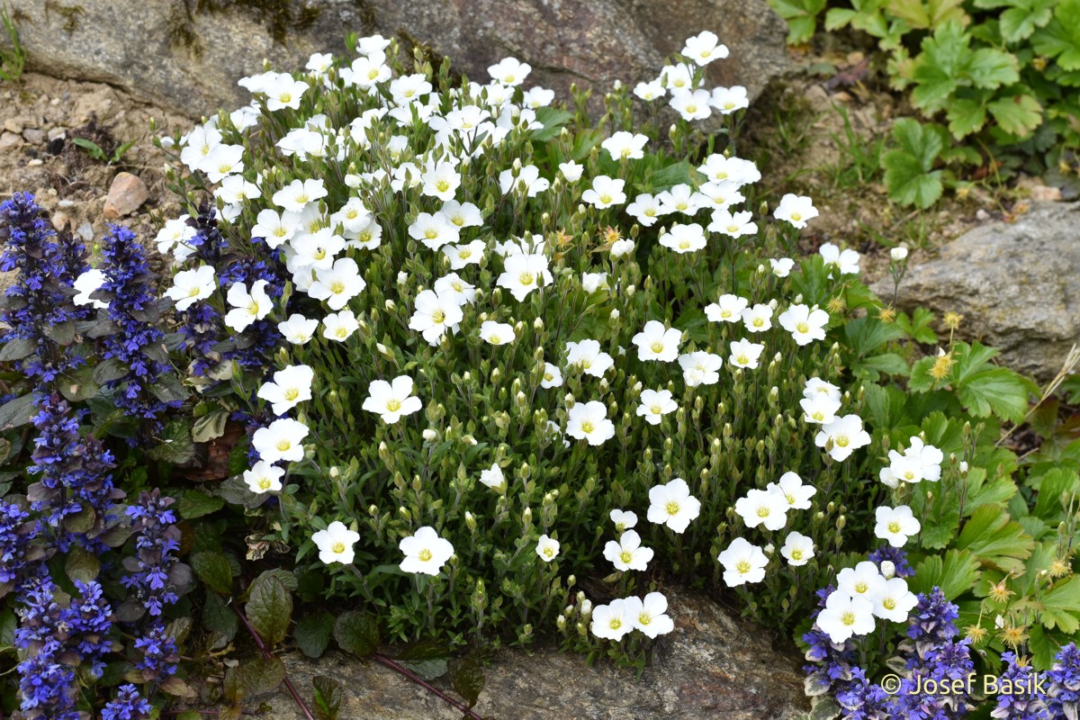 山蚤缀 Arenaria montana宿根多年生耐寒耐旱岩石花园垂吊植物