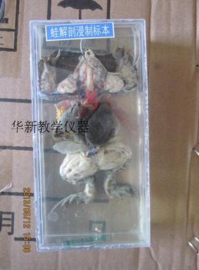蛙解剖浸制标本 生物实物标本 医学院教学模型J43002