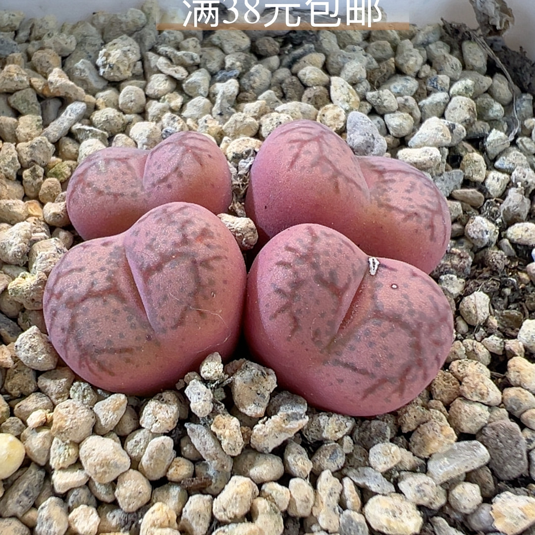 12-22白花大紫猴杂超毛微瑕多肉植物