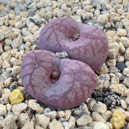 24-791y661杂犀牛皮单头1.8-1.9厘米