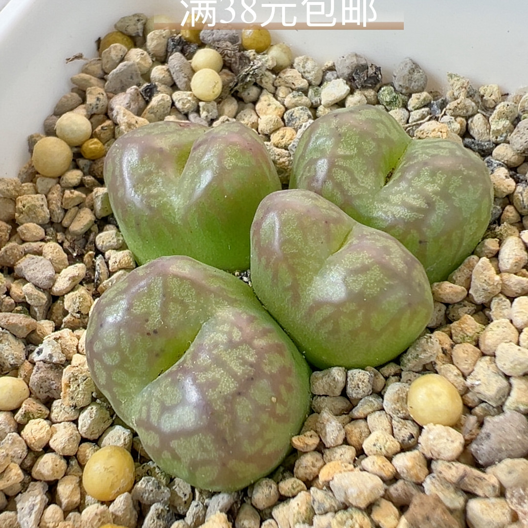 12-59赤筋杂绿底红纹大型多肉植物