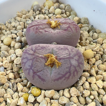 24-787y661杂犀牛皮单头2.2厘米