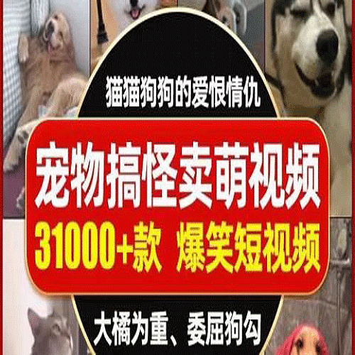 萌宠猫猫狗狗搞笑可爱唯美生活呆萌经典短视频高清无水印素材合辑