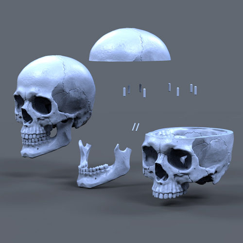 3d打印图纸模型标准解剖头骷髅头STL摆件立体圆雕图F5122