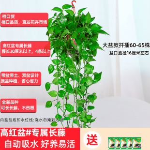 绿萝盆栽室内长藤款 大盆绿箩植物室内吸除甲醛水培养绿植客厅新房