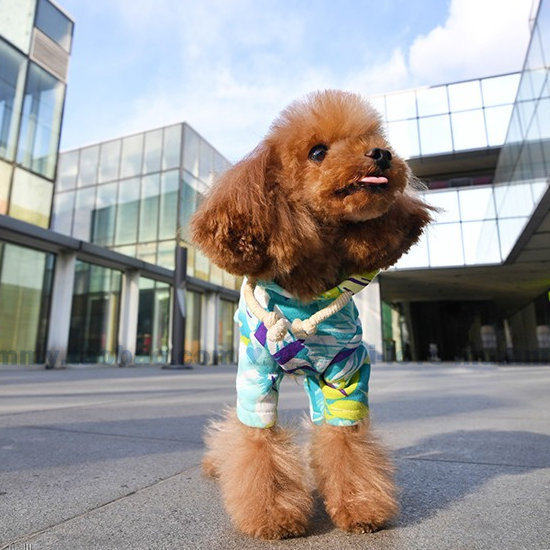 宝眷宠物狗狗衣服 舒服日系花草长袖卫衣运动帽衫套装 超赞草原款