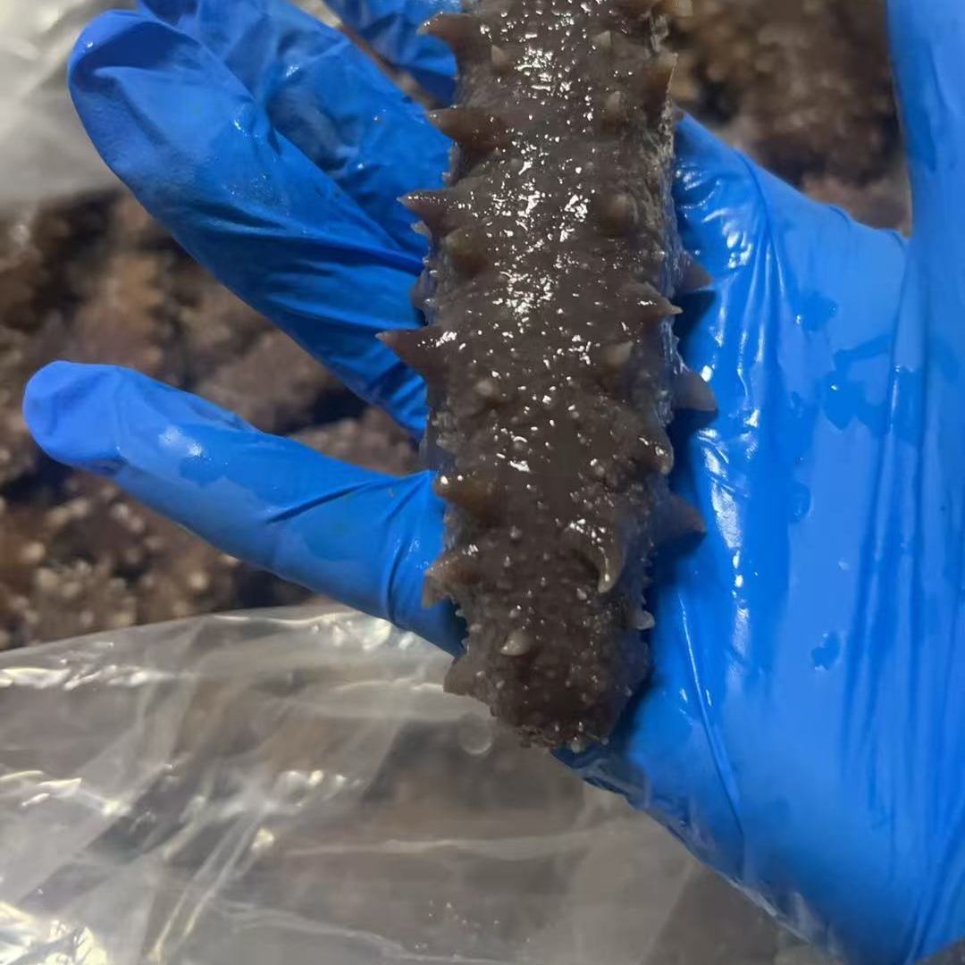 长海县秋季地波海参即食10斤