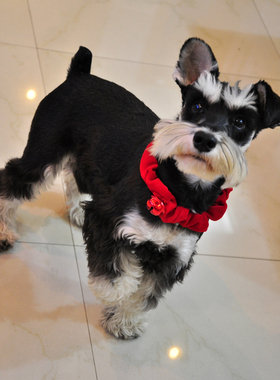 出口单harrybarker Jingle Bell Dog Collar 圣诞节 铃铛宠物项圈