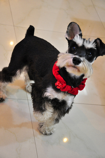 出口单harrybarker Jingle Bell Dog Collar 圣诞节 铃铛宠物项圈