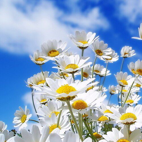 叶夫人 罗马洋甘菊纯露 500ml 镇定舒敏补水平痘痘 敏感肌肤适合