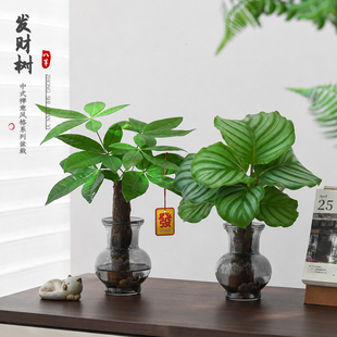 发财树水培植物鸭脚木室内客厅盆栽青苹果竹芋绿植袖珍椰子鸭掌木