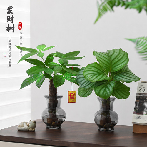 网红同款！巨好养！新手闭眼入！