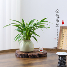金边吊兰盆栽花卉植物室内阳台净化空气好养活小绿植水培垂吊客厅