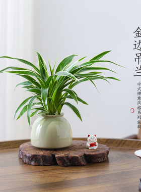 金边吊兰盆栽花卉植物室内阳台净化空气好养活小绿植水培垂吊客厅