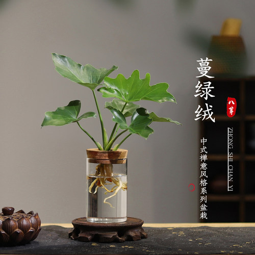 八芽春羽蔓绿绒水培易活盆栽