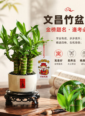 带根文昌竹水养易活好打理