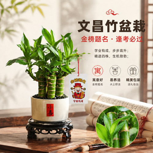 带根文昌竹水养易活好打理