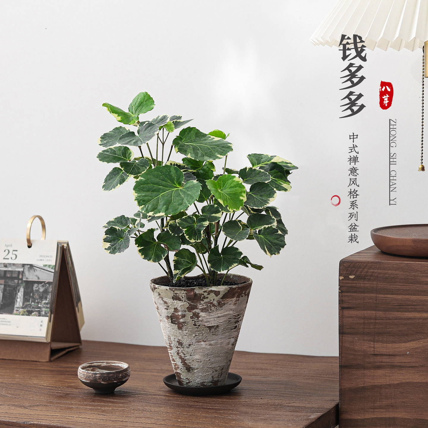 花叶福禄桐钱多多盆栽室内茶几中式桌面观叶植物四季好养花卉绿植