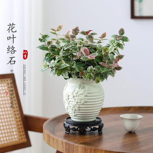 花叶络石植物盆栽室内好养活绿植懒人办公室桌面摆件净化空气盆景