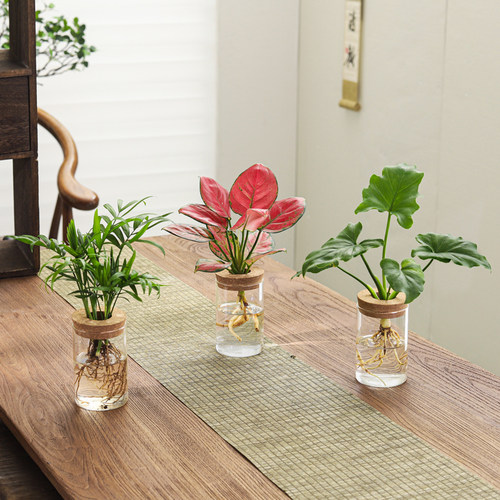 文竹水培植物绿植办公室内水养