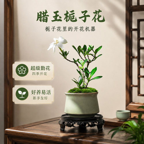 四季狂开小叶腊玉栀子浓香炸裂
